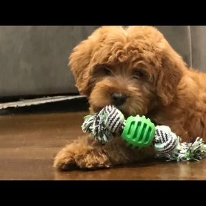 Meet your Posher, Andrea